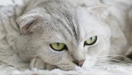 MK体育app下载-男乒世界杯小组赛签表揭晓 奥恰洛夫老萨狭路相逢